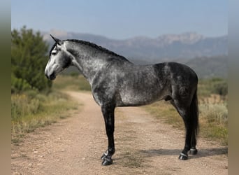 PRE Mestizo, Semental, 5 años, 168 cm, Tordo rodado