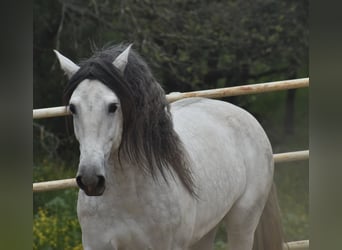 PRE, Semental, 5 años, 168 cm, Tordo rodado