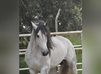 PRE, Semental, 5 años, 168 cm, Tordo rodado