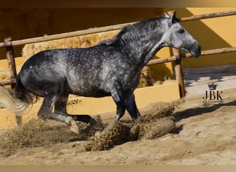 PRE Mestizo, Semental, 5 años, 168 cm, Tordo rodado