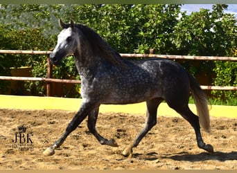 PRE Mestizo, Semental, 5 años, 168 cm, Tordo rodado