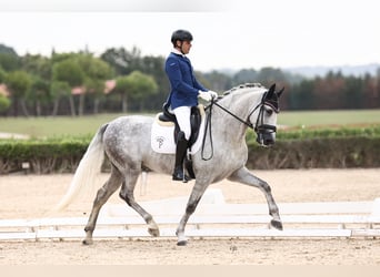 PRE, Semental, 5 años, 169 cm, Tordo