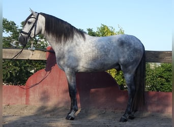 PRE Mestizo, Semental, 5 años, 169 cm, Tordo