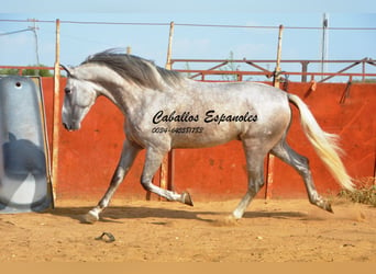 PRE, Semental, 5 años, 169 cm, Tordo