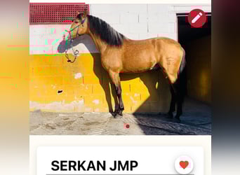 PRE, Semental, 5 años, 170 cm, Buckskin/Bayo