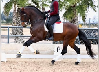 PRE Mestizo, Semental, 5 años, 170 cm, Castaño