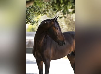 PRE, Semental, 5 años, 170 cm, Castaño