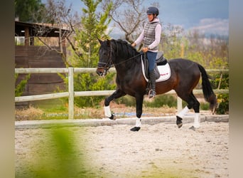 PRE Mestizo, Semental, 5 años, 170 cm, Castaño oscuro