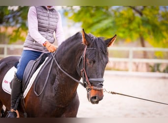 PRE Mestizo, Semental, 5 años, 170 cm, Castaño oscuro
