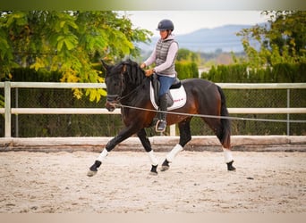 PRE Mestizo, Semental, 5 años, 170 cm, Castaño oscuro