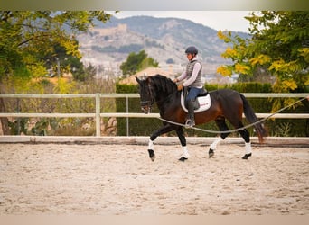 PRE Mestizo, Semental, 5 años, 170 cm, Castaño oscuro