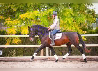 PRE Mestizo, Semental, 5 años, 170 cm, Castaño oscuro