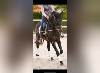 PRE Mestizo, Semental, 5 años, 170 cm, Castaño oscuro