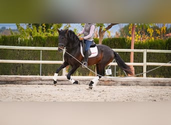 PRE Mestizo, Semental, 5 años, 170 cm, Castaño oscuro