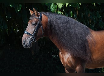 PRE, Semental, 5 años, 170 cm, Castaño rojizo