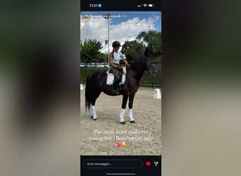 PRE Mestizo, Semental, 5 años, 170 cm, Negro