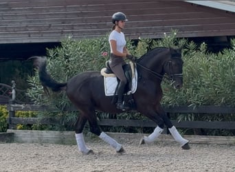 PRE Mestizo, Semental, 5 años, 170 cm, Negro