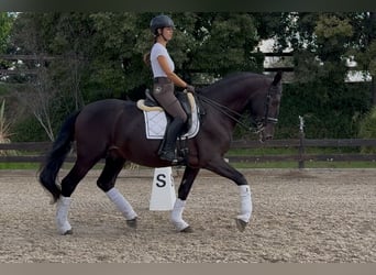 PRE Mestizo, Semental, 5 años, 170 cm, Negro