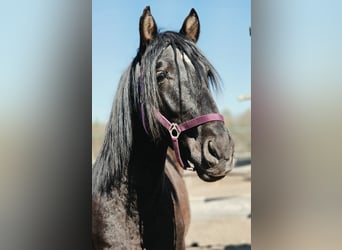 PRE Mestizo, Semental, 5 años, 170 cm, Negro