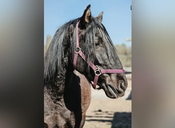 PRE Mestizo, Semental, 5 años, 170 cm, Negro