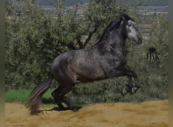 PRE Mestizo, Semental, 5 años, 170 cm, Tordillo negro