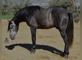 PRE Mestizo, Semental, 5 años, 170 cm, Tordillo negro