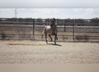 PRE Mestizo, Semental, 5 años, 170 cm, Tordo
