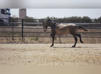 PRE Mestizo, Semental, 5 años, 170 cm, Tordo