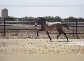 PRE Mestizo, Semental, 5 años, 170 cm, Tordo