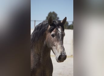 PRE Mestizo, Semental, 5 años, 170 cm, Tordo