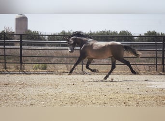 PRE Mestizo, Semental, 5 años, 170 cm, Tordo