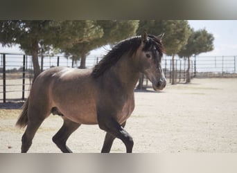 PRE Mestizo, Semental, 5 años, 170 cm, Tordo