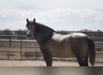 PRE Mestizo, Semental, 5 años, 170 cm, Tordo