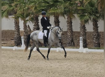 PRE, Semental, 5 años, 170 cm, Tordo