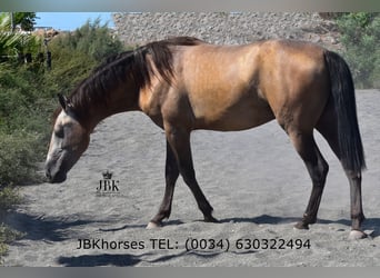 PRE Mestizo, Semental, 5 años, 171 cm, Bayo