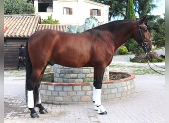 PRE Mestizo, Semental, 5 años, 171 cm, Castaño