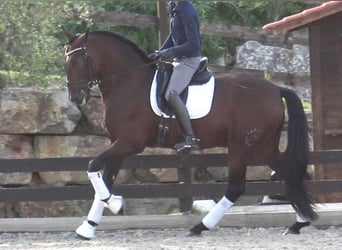 PRE Mestizo, Semental, 5 años, 171 cm, Castaño