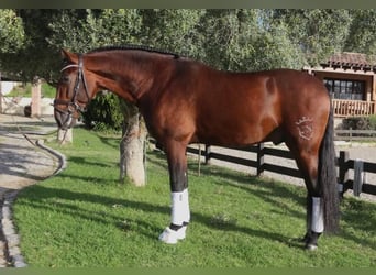 PRE Mestizo, Semental, 5 años, 171 cm, Castaño