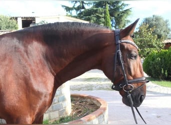 PRE Mestizo, Semental, 5 años, 171 cm, Castaño