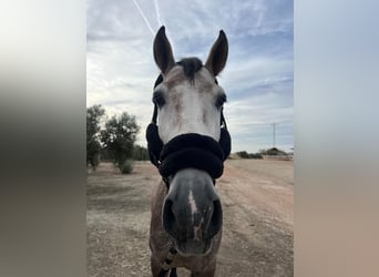 PRE Mestizo, Semental, 5 años, 171 cm, Tordo