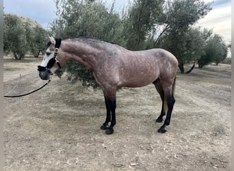 PRE Mestizo, Semental, 5 años, 171 cm, Tordo