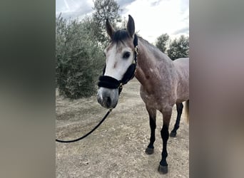 PRE Mestizo, Semental, 5 años, 171 cm, Tordo