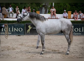 PRE, Semental, 5 años, 172 cm, Tordo