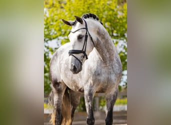 PRE Mestizo, Semental, 5 años, 172 cm, Tordo