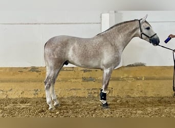 PRE, Semental, 5 años, 172 cm, Tordo