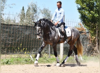 PRE, Semental, 5 años, 172 cm, Tordo