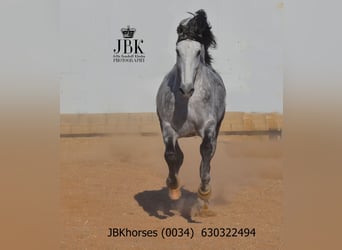 PRE, Semental, 5 años, 172 cm, Tordo rodado