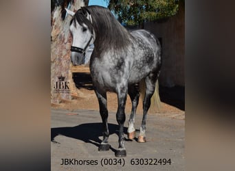 PRE, Semental, 5 años, 172 cm, Tordo rodado