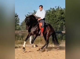 PRE Mestizo, Semental, 5 años, 173 cm, Castaño