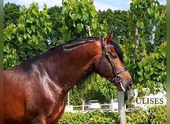 PRE, Semental, 5 años, 173 cm, Castaño